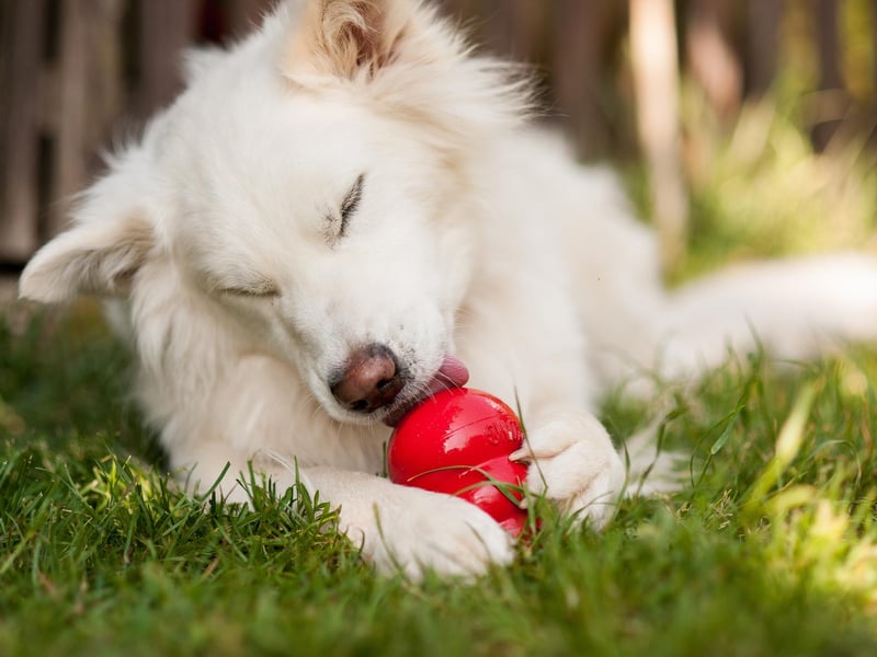 Treat dispensers are a great way to keep your dog occupied and encourage healthy habits. They can be filled with natural yoghurt, carrots, blueberries, strawberries and a host of other healthy foods for your pup to enjoy. You can also cut the top and seeds from a bell pepper and fill that for an even healthier alternative. Always supervise your dog with treat dispensers in case of choking.