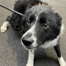 A border collie found in the Drumahoe area on Tuesday.