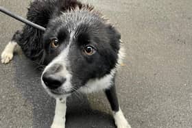 A border collie found in the Drumahoe area on Tuesday.