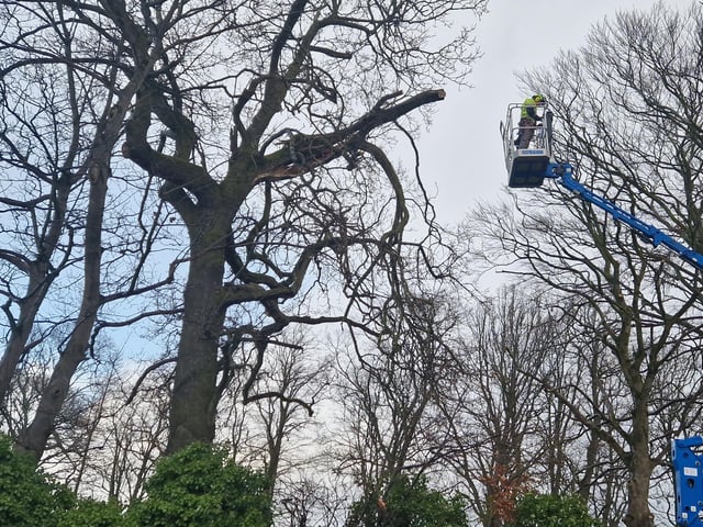 A tree surgeon at work on Duncreggan Road