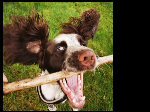 Buddy is affectionately described as a 'live wire'