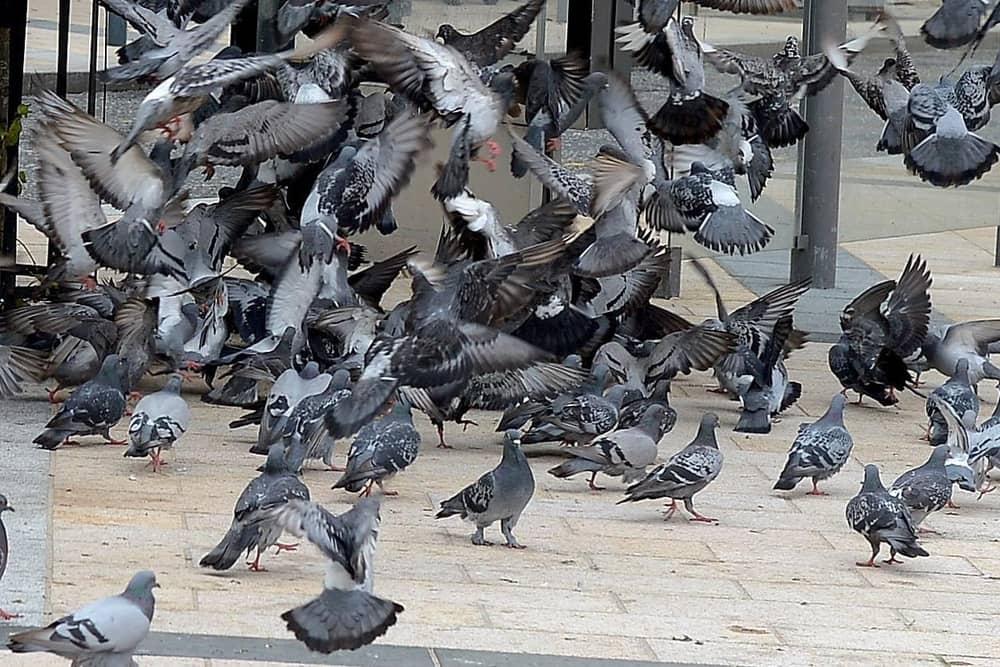 Fresh anti-pigeon measures have been introduced at Craigavon Bridge.