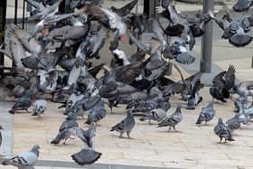 Fresh anti-pigeon measures have been introduced at Craigavon Bridge.