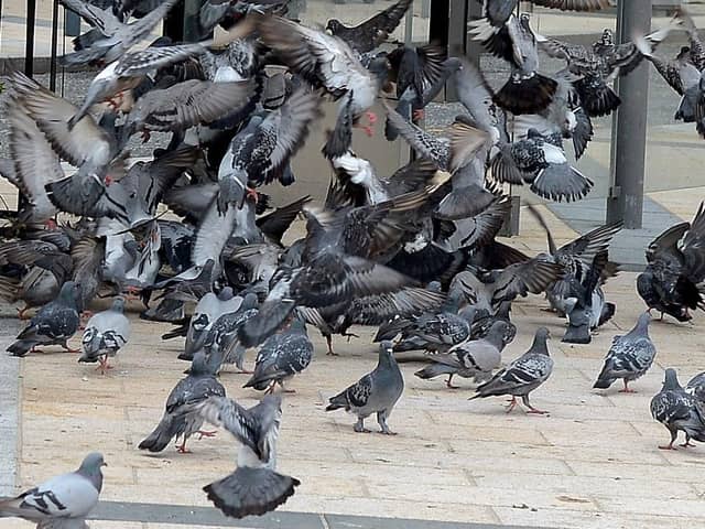 Fresh anti-pigeon measures have been introduced at Craigavon Bridge.
