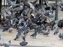 Fresh anti-pigeon measures have been introduced at Craigavon Bridge.
