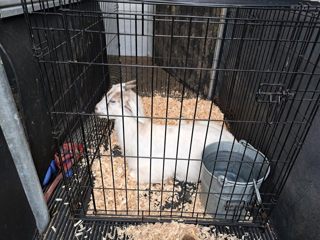 Ivy after rescue.
