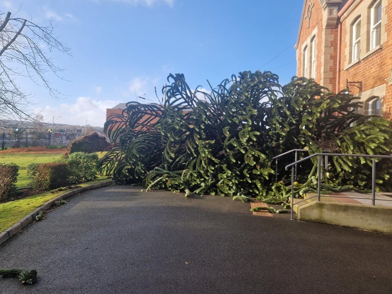 The tree came down at approximately 11am at the height of the status red wind warning in Derry.