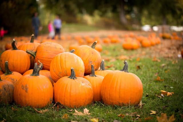 There's plenty of places in Derry to pick the perfect pumpkin.