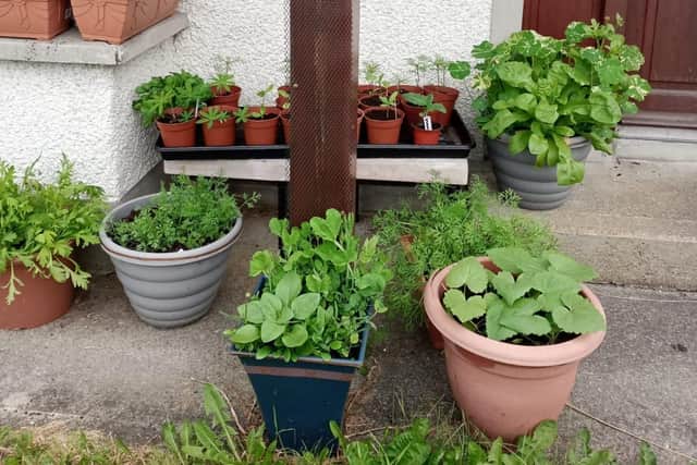 Most plants can thrive in containers.