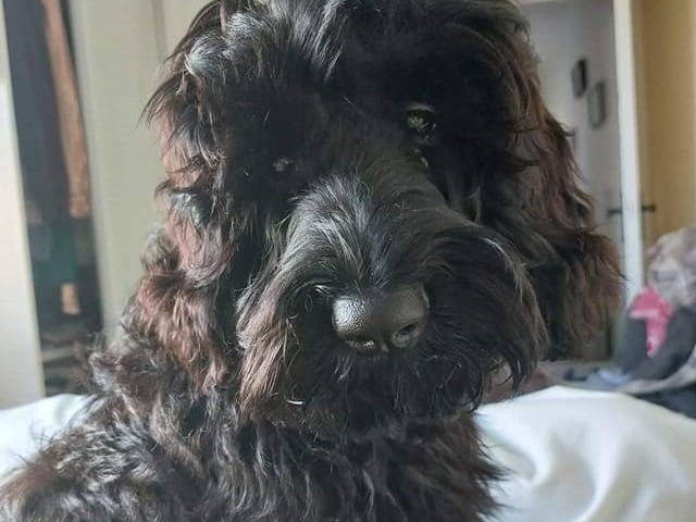 The delightful dogs of Derry and Inishowen, as sent in by proud Derry Journal readers.