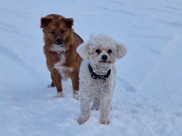 A selection of pictures sent in by Derry Journal readers of their beautiful dogs.
