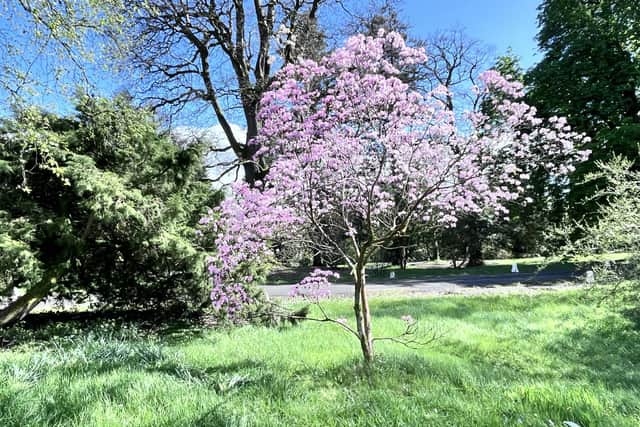 Cherry blossom tree at Brook Hall Estate & Gardens