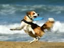 There are restrictions on which beaches dogs will be allowed onto this summer. (Photo by GAIZKA IROZ/AFP via Getty Images).
