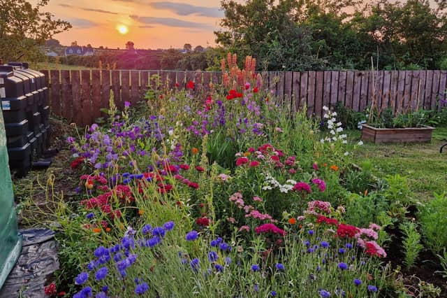Some of the most popular flowers with the pollinators visiting my garden at the moment.