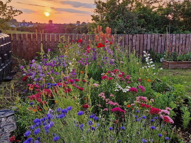 Some of the most popular flowers with the pollinators visiting my garden at the moment.