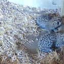 Amur Leopards born at wildlife park