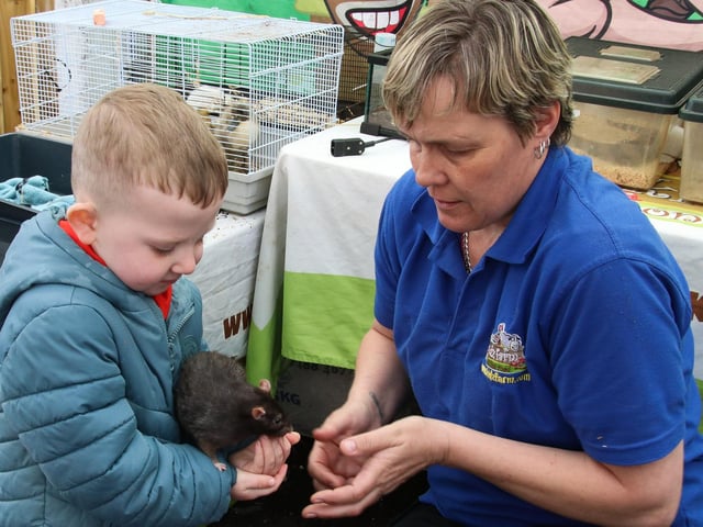 Caoimhin Og up close with a rat the “KidzFarm” at “Rooted in Wellness” annual Big Lunch & Health Event at Farland Way (Photo - Deirdre Heaney, nwpresspics) : .