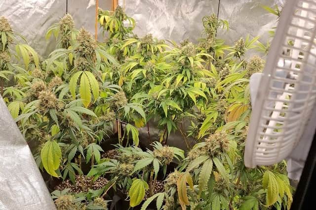 Suspected cannabis