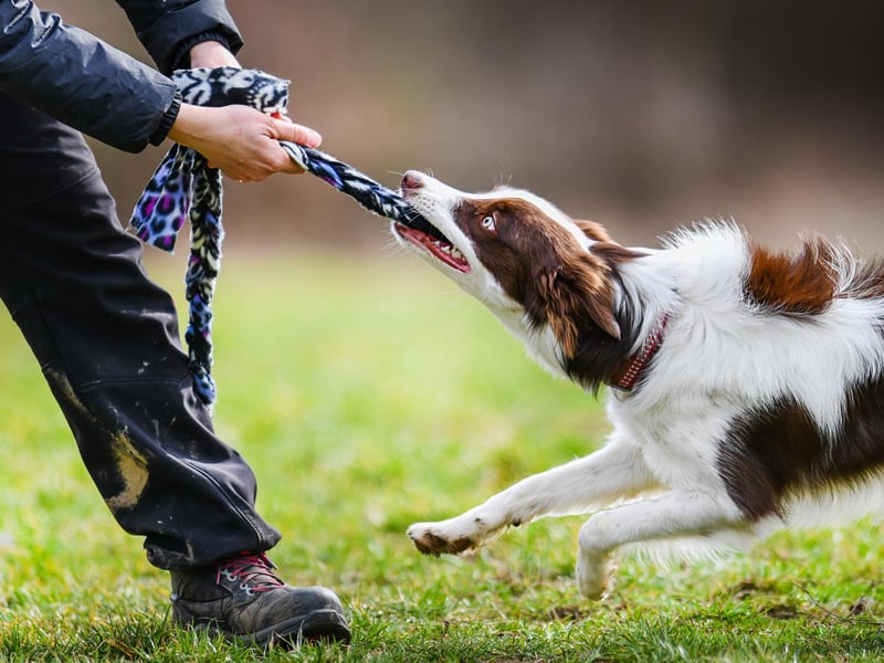 Playing tug-of-war with your dog is a perfect way to bond and get some of that pent up energy out. Pulling a rope or toy gets the dog mentally engaged and connected to it's owner and even 10 minutes of play can be enough to tire them out. You can also let your dog win sometimes to boost their confidence and no, it won't make them think they're the boss!