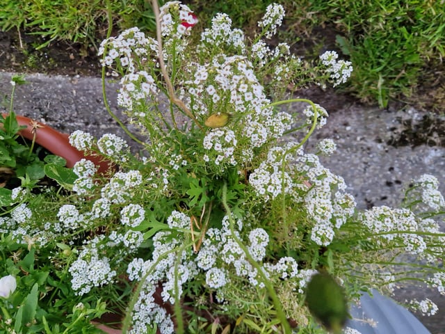 Sweet Alyssum.