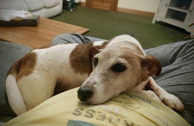 Part two in a collection of pictures of the beautiful dogs of Derry and Donegal, sent in by Derry Journal readers.