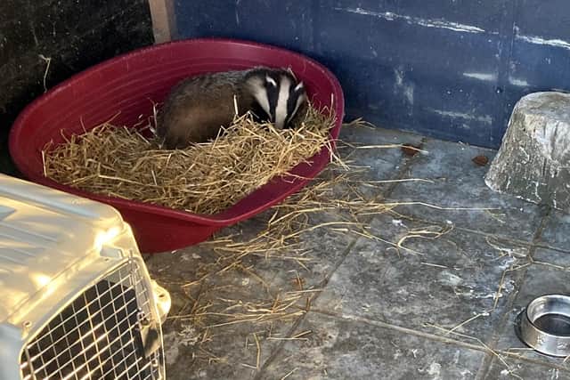 The badger recovering.