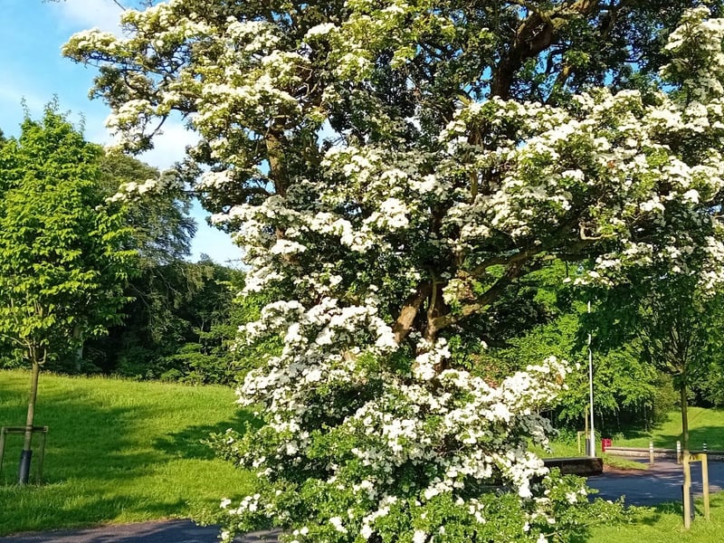 A large hawthorn in St. Columb's Park.