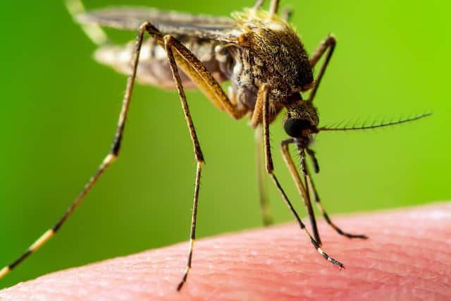 Mystery bugs responsible for a reported plague of bites in Ballykelly over recent weeks have been identified by Causeway Coast and Glens Borough Council.