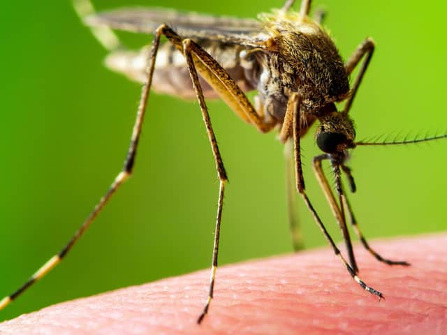 Mystery bugs responsible for a reported plague of bites in Ballykelly over recent weeks have been identified by Causeway Coast and Glens Borough Council.