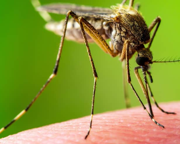 Mystery bugs responsible for a reported plague of bites in Ballykelly over recent weeks have been identified by Causeway Coast and Glens Borough Council.