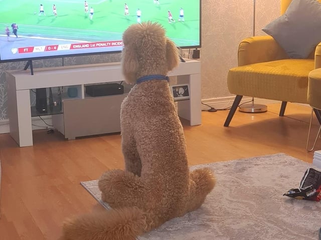 Dougie loves to watch the football