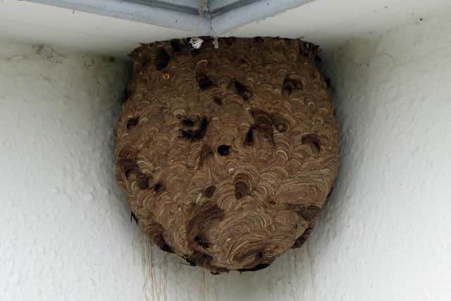 The Asian Hornet nest removed in the Dundonald area.