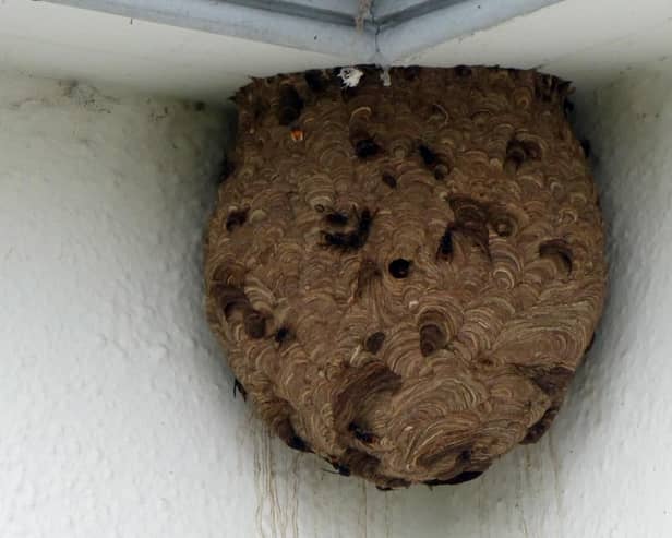 The Asian Hornet nest removed in the Dundonald area.