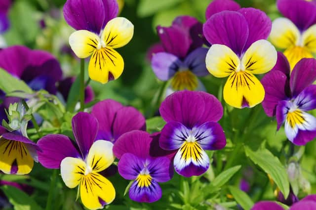 Colourful pansies (photo: Adobe)