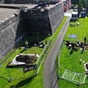 Aerial shot of the Derry Walls Dig in progress.