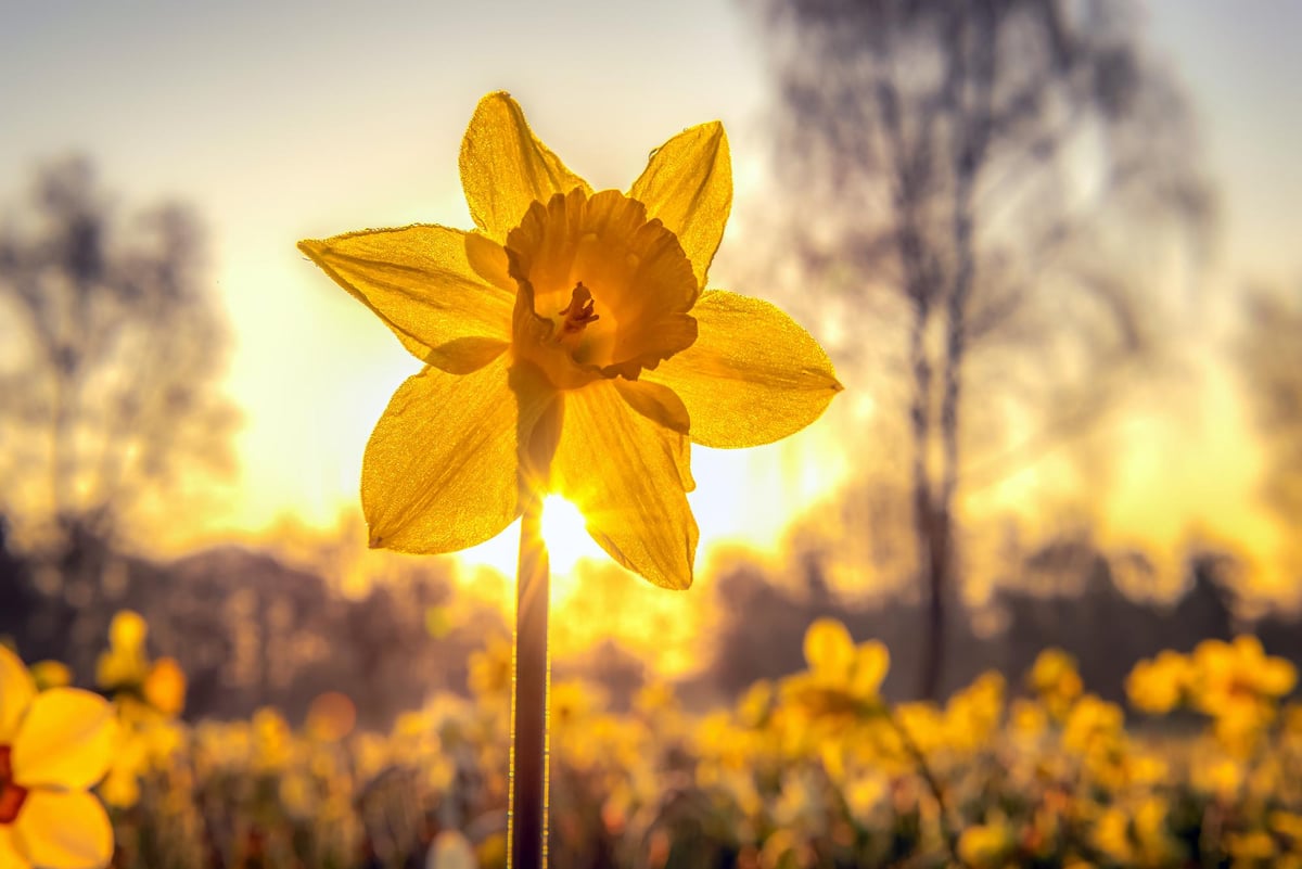 Derry gardening tips for November