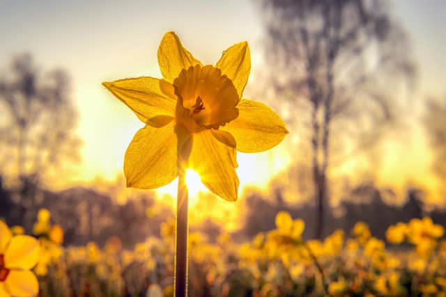 Cyril Quinn from Springgrowth Garden Centre says it's not too late to plant Spring bulbs.