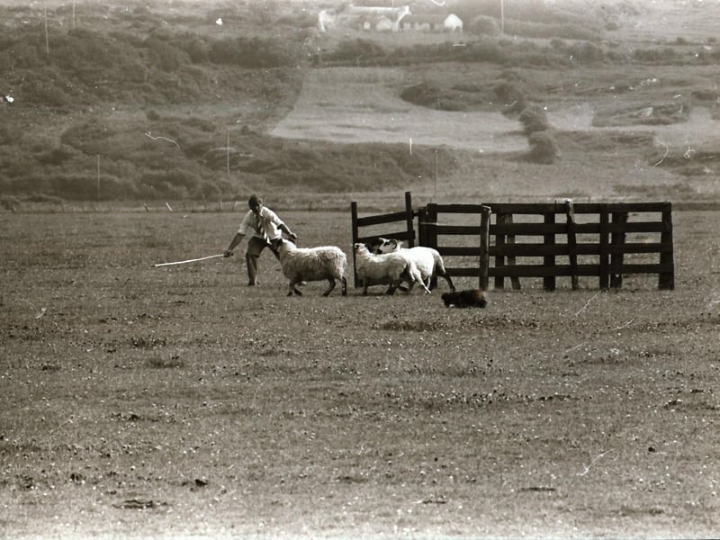 Clonmany Festival and Clonmany Sheepdog and Agricultural Show.
