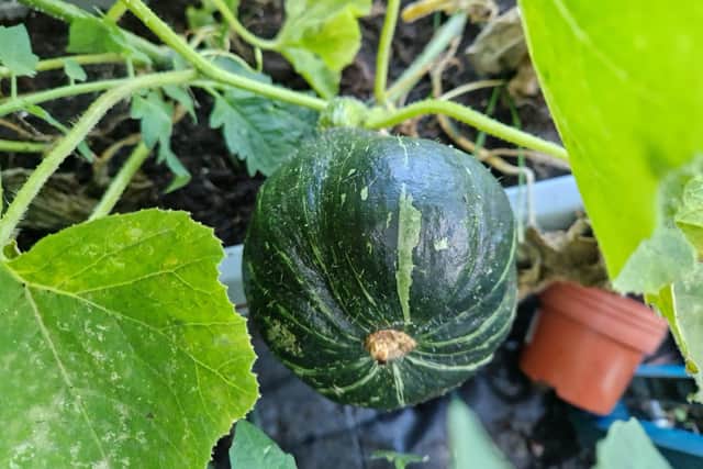 Winter squash on the vine near ready for picking.