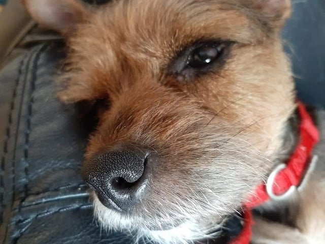 Macey gearing up for a nap
