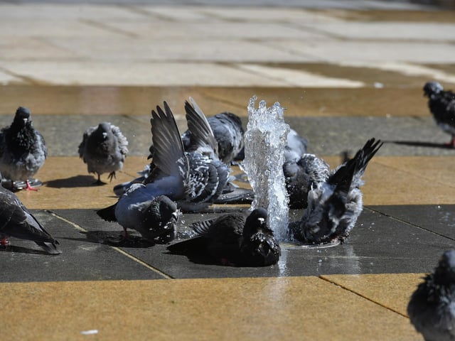 Pigeons keep cool in Guildhall Square. Photo: George Sweeney