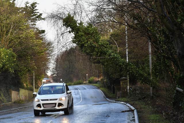 People have been warned to drive with care. (File picture - Tree damaged by Storm Éowyn) Photo: George Sweeney