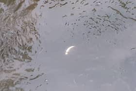 Early indications suggest up to 250 fish may have died.