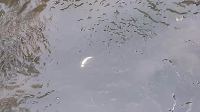 Early indications suggest up to 250 fish may have died.