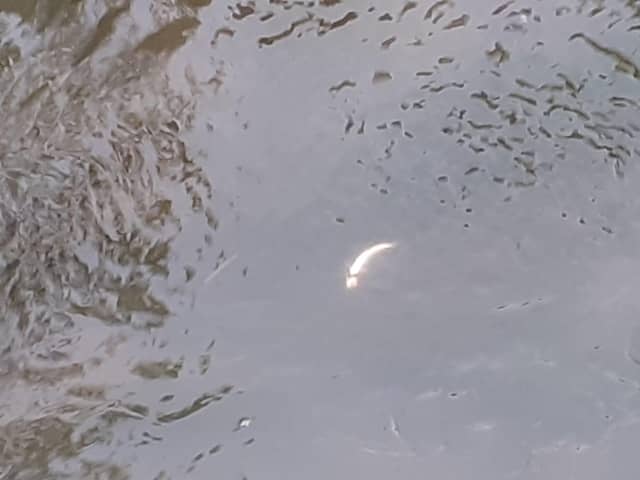 Early indications suggest up to 250 fish may have died.