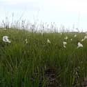 Wild Cotton.