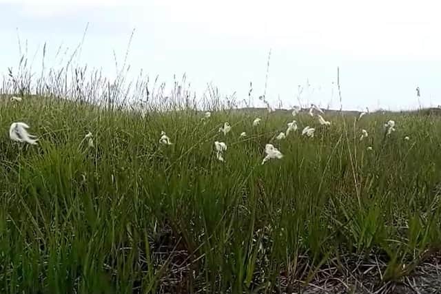 Wild Cotton.