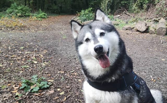 The delightful dogs of Derry and Inishowen, as sent in by proud Derry Journal readers.