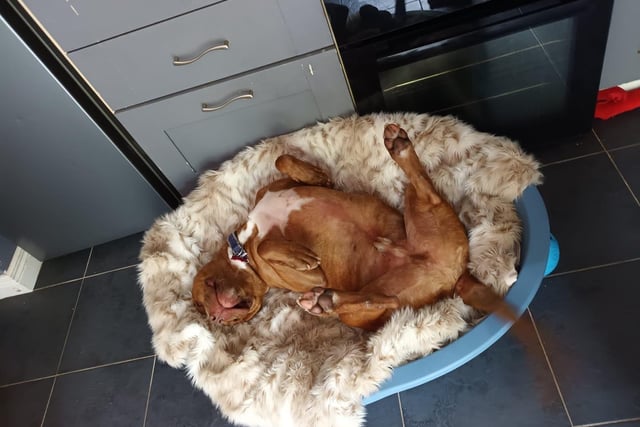 Morris, who is currently in foster care with Friends of Rescue after struggling in shelter life. Morris is living his best life now and loves his humans, who say he is a massive, lovable eejit.