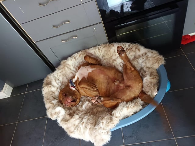 Morris, who is currently in foster care with Friends of Rescue after struggling in shelter life. Morris is living his best life now and loves his humans, who say he is a massive, lovable eejit.